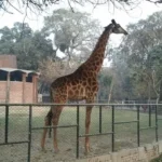 Lahore Zoo Kebun Binatang Tertua di Asia Selatan yang Penuh Keajaiban