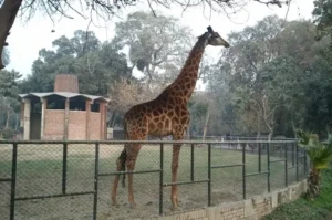 Lahore Zoo Kebun Binatang Tertua di Asia Selatan yang Penuh Keajaiban